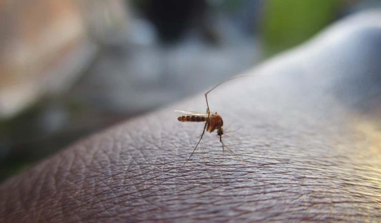 Detectan 153 casos de paludismo en México; tres de ellos en Tabasco