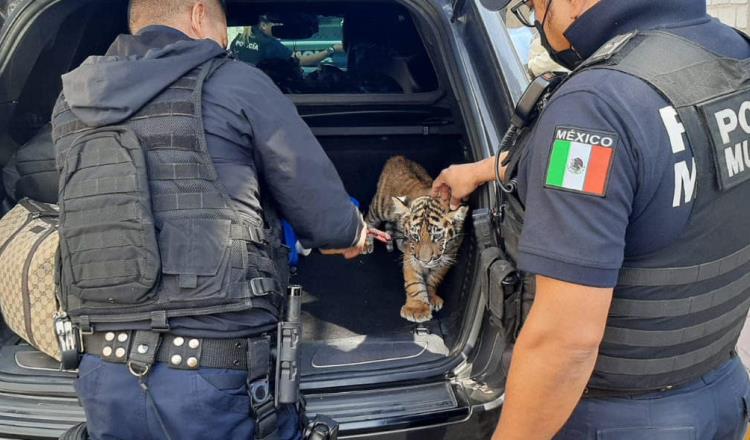 Detienen a pareja que llevaba a cachorro de tigre en cajuela de su auto en Querétaro