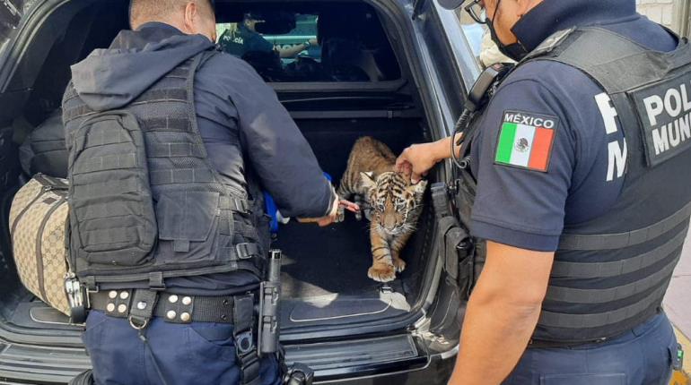 Detienen a pareja que llevaba a cachorro de tigre en cajuela de su auto en Querétaro