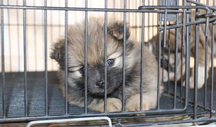 Prohibirán venta de perros y gatos de criaderos en Nuevo León