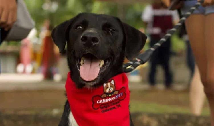 Gana Caninos 911 rifa realizada por Salinas Pliego en redes sociales