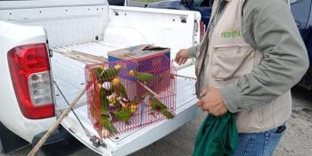 Rescatan 18 loros que eran trasladados de manera ilegal en Tabasco