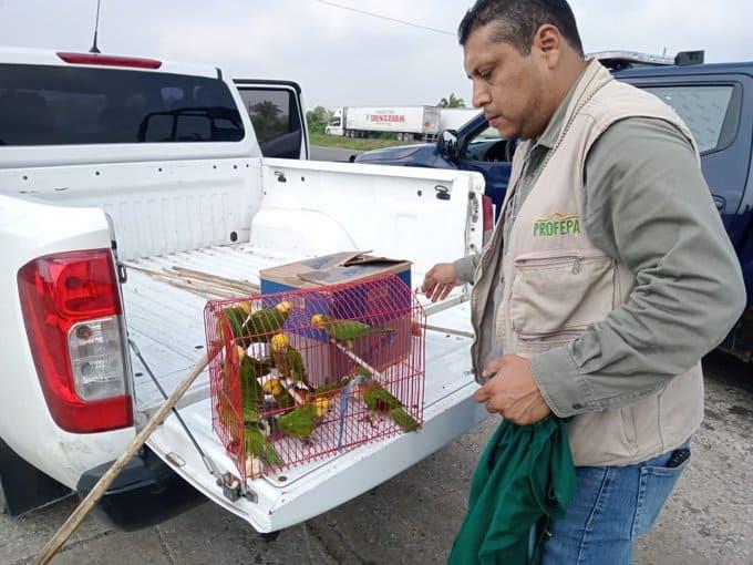Rescatan 18 loros que eran trasladados de manera ilegal en Tabasco