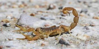 Centruroides balzoi: Descubren nueva especie de alacrán