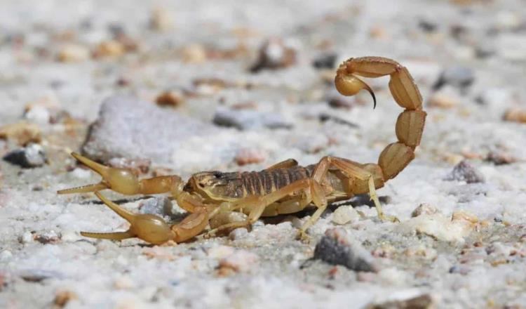 Centruroides balzoi: Descubren nueva especie de alacrán