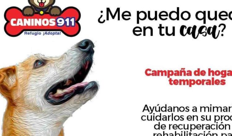 Caninos 911 sigue a la espera de la donación de Salinas Pliego para el refugio