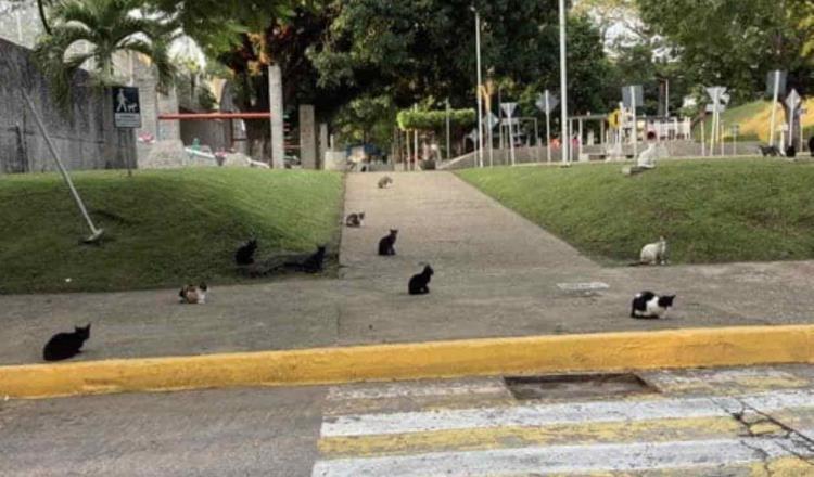Alertan por riesgo de propagación de parásito mortal en el Tomás Garrido ante población de gatos