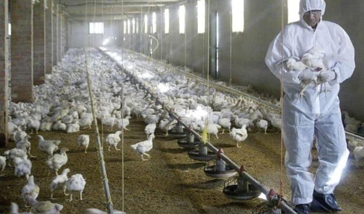 Reportan primer caso humano de influenza aviar AH5N1 en América Latina
