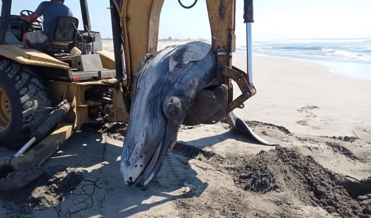 Muere cría de ballena jorobada en costas de Acapulco, Guerrero