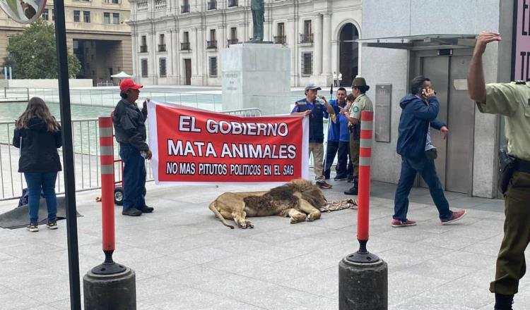 Protestan con león muerto frente al Palacio de la Moneda en Chile