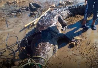 Cocodrilo de 3 metros es capturado por pescadores en río Grijalva, en Chiapas