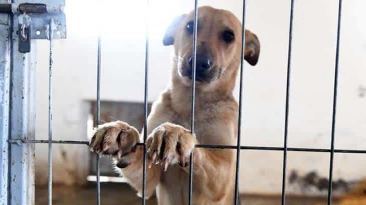 Activistas piden reformar ley para castigar con más peso a maltratadores de animales