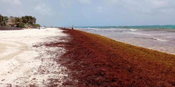 Estudios prevén menos sargazo para este año en Caribe mexicano