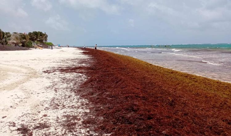 Estudios prevén menos sargazo para este año en Caribe mexicano