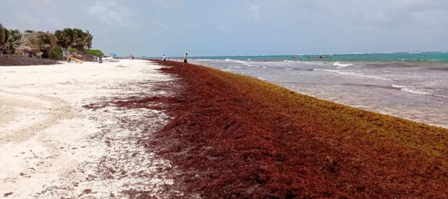 Estudios prevén menos sargazo para este año en Caribe mexicano