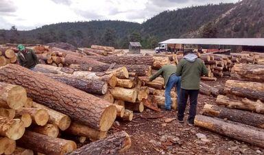 En México hay 122 zonas forestales en estado crítico por tala, quema y otras prácticas ilegales: Profepa