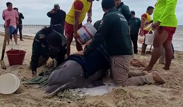 Policías de Yucatán salvan a delfín y lo regresan a su hábitat