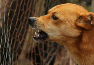 Confirman rabia en perro que mordió a su dueña en Sonora