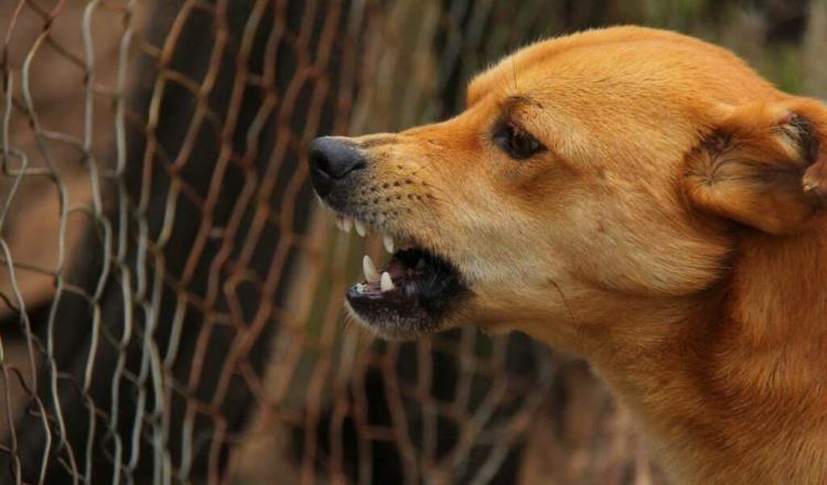 Confirman rabia en perro que mordió a su dueña en Sonora