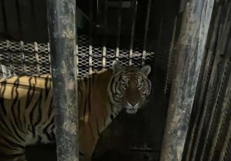 Rescatan a tigre de bengala que era transportado en tráiler en Sonora