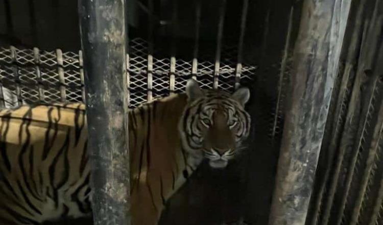 Rescatan a tigre de bengala que era transportado en tráiler en Sonora