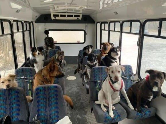 Se viraliza autobús para perros en Alaska