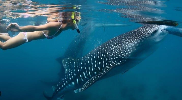 Suspenden hasta nuevo aviso nado con tiburón ballena en Bahía de La Paz, BCS