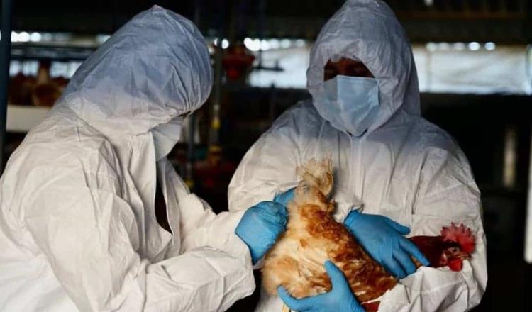 Debemos prepararnos: OMS ante posible pandemia de gripe aviar H5N1B