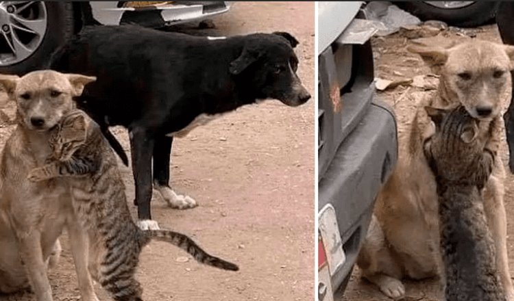Conmueve imagen de gato abrazando a perrito tras ser rescatados en Siria
