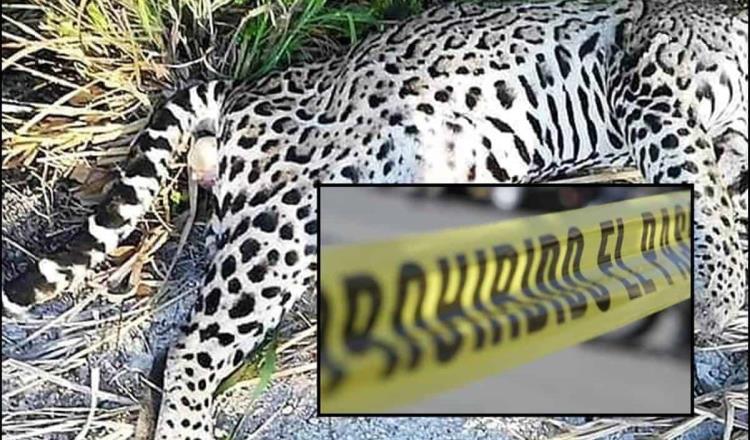 Hallan cuerpo de jaguar sin cabeza en Campeche