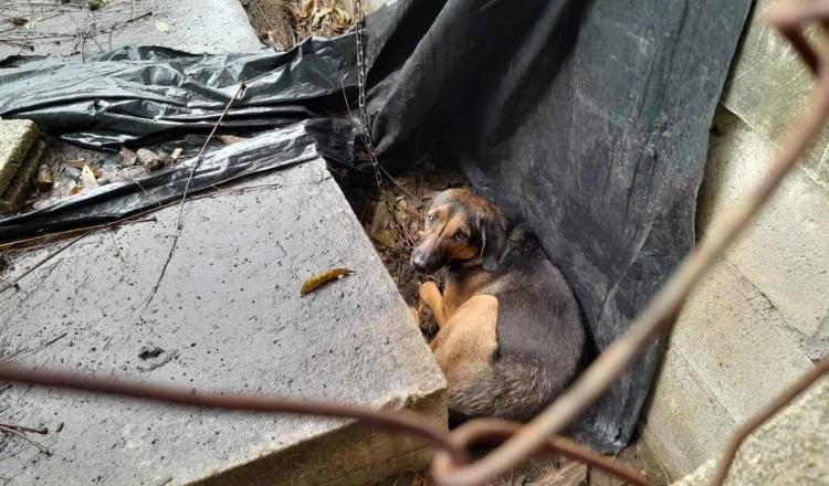 En Paraíso, muere perrito tras omisión de cuidado de su sueño, denuncia Caninos 911