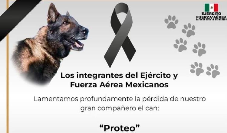 Muere Proteo en Turquía, perro mexicano rescatista que ayudaba en labores