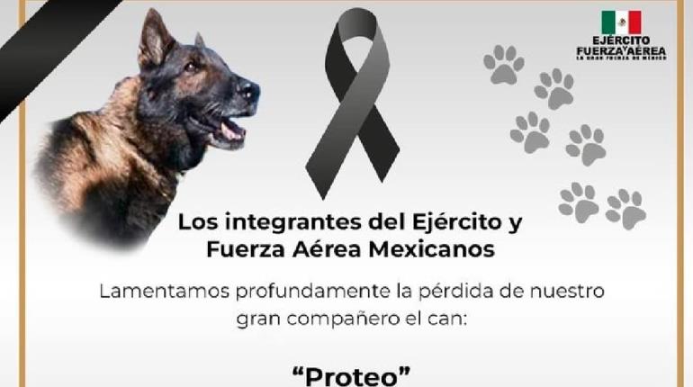 Muere Proteo en Turquía, perro mexicano rescatista que ayudaba en labores