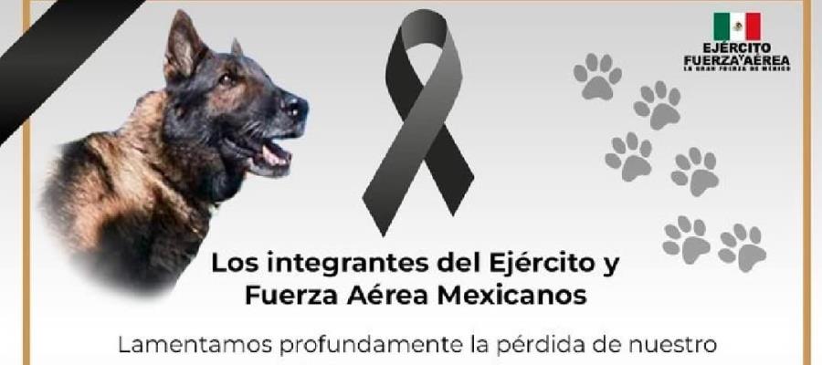 Muere Proteo en Turquía, perro mexicano rescatista que ayudaba en labores