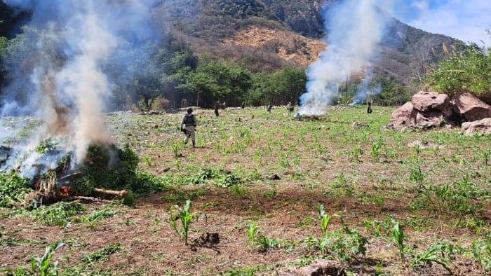 En Durango, Guardia Nacional localiza y destruye siete plantíos de amapola y marihuana