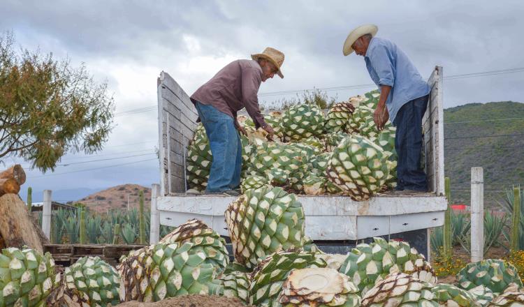 México rompe récord de 50 mil mdd en exportaciones agroalimentarias