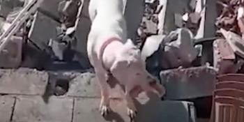 Perrito lleva pan a su dueño atrapado bajo escombros tras sismo en Turquía