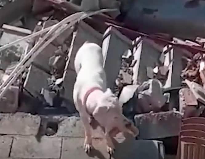 Perrito lleva pan a su dueño atrapado bajo escombros tras sismo en Turquía