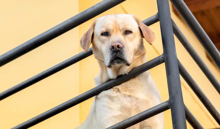 Denuncian en CDMX a mujer que presuntamente lanzó a su perro por balcón tras discutir con su pareja