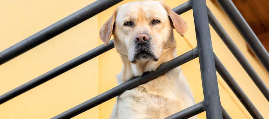 Denuncian en CDMX a mujer que presuntamente lanzó a su perro por balcón tras discutir con su pareja