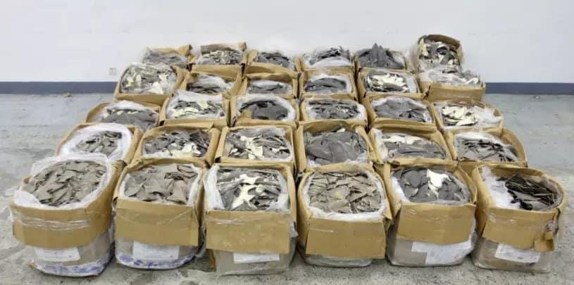 Decomisan en Hong Kong 1.2 toneladas de aletas de tiburón procedentes de México