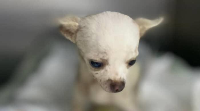 ¡Murió Pinky! Un Chihuahua que impidió el robo en una vivienda de Nayarit