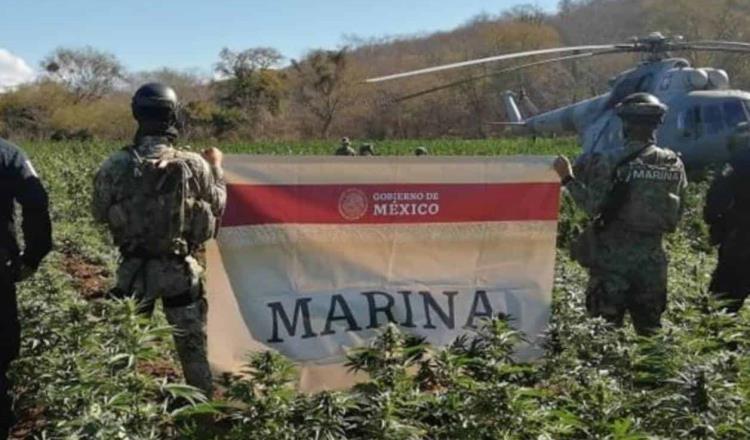 Destruyen 4 plantíos de amapola y marihuana en Sinaloa