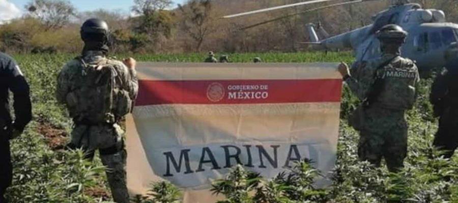 Destruyen 4 plantíos de amapola y marihuana en Sinaloa