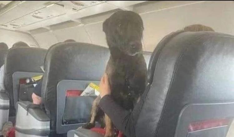 Aerolínea turca envía a perros rescatistas de México en primera clase