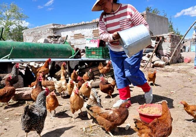 Economía de traspatio pieza clave para combate a pobreza y autosuficiencia alimentaria: Osuna