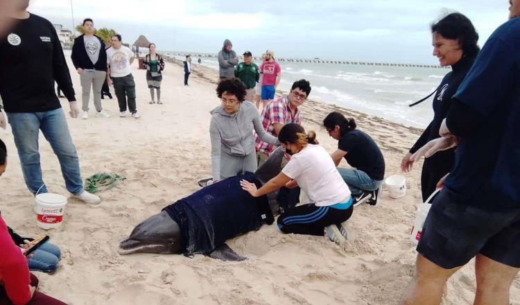 Libera policía ecológica a delfín varado en Puerto Progreso