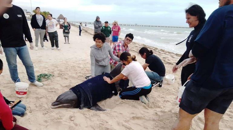 Libera policía ecológica a delfín varado en Puerto Progreso