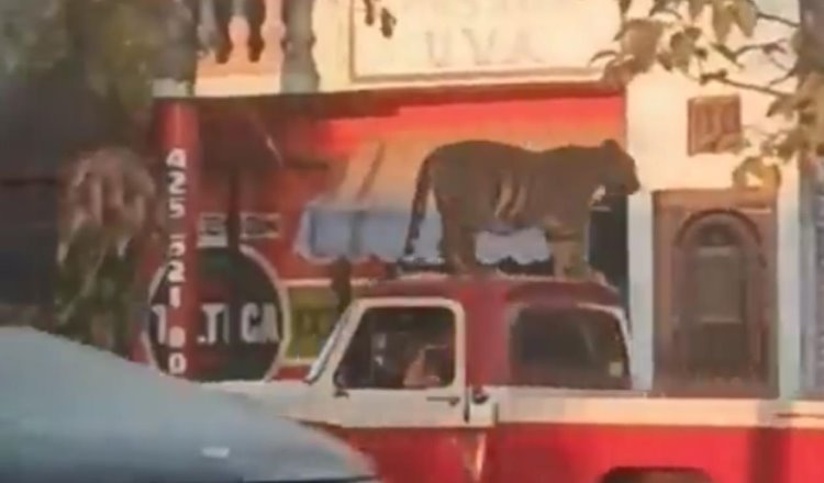 Captan a tigre paseando arriba de camioneta en Michoacán
