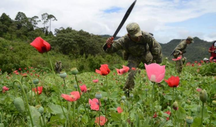 En Sinaloa, Sedena destruye 3 plantíos de amapola